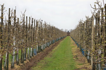 Fototapeta na wymiar Long rows of fruit trees in an orchard in the spring.