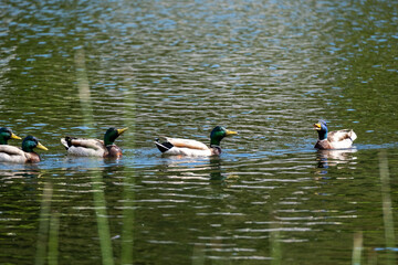 Mallards in Conversation