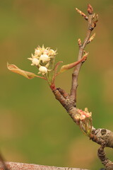  Twig of a pear tree full of blossom. Conference.