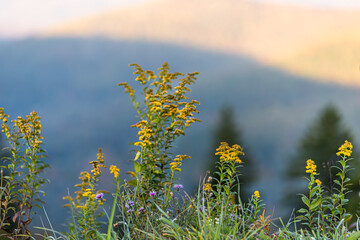 Early goldenrod and milk thistle yellow purple wild flowers wildflowers at West Virginia mountains overlook in autumn fall with foliage in morning sunrise or sunset sunlight