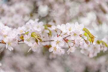 beautiful floral background of blooming sakura in pastel tones close up