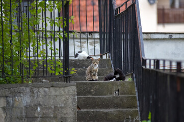 Trzy bezpańskie koty siedzące na betonowych schodach