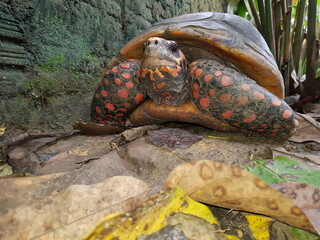 The red-footed tortoise (Chelonoidis carbonarius) is a species of tortoise from northern South...