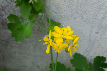 Yellow flowers of spring flowering Chelidonium majus Greater celandine green herbal plant 
homeopathic medicine concept