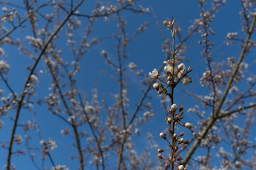 A branch of just a blossoming apple tree with blossoming delicate white flowers against the background of a spring garden and a blue sky. Selective focus of the image. The awakening of nature.