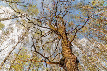 dead tree in a spring forest against blue sky