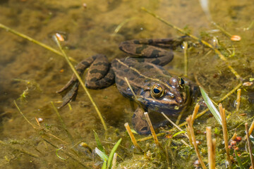 Frosch an Sumpfoberfläche