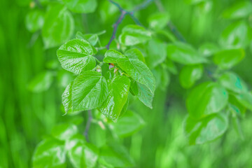 Fototapeta na wymiar Green leaves in forest for background and wallpaper