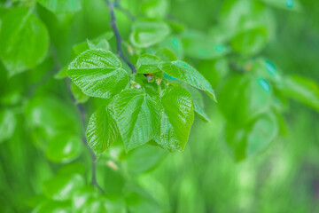 Green leaves in forest for background and wallpaper