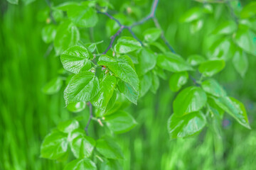 Green leaves in forest for background and wallpaper