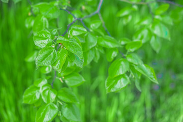 Green leaves in forest for background and wallpaper