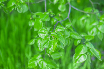 Green leaves in forest for background and wallpaper