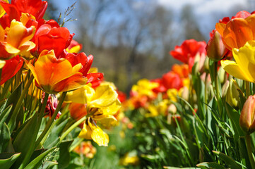 Red and yellow flowers closeup