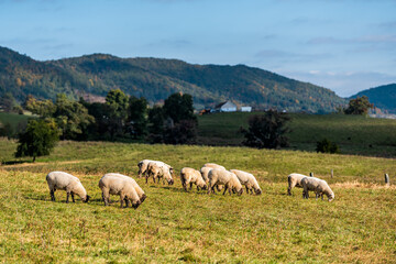 Fototapeta na wymiar Rural countryside farm with sheep grazing on green grass on rolling hills at autumn forest mountains pastoral landscape in Monterey and Blue Grass, Highland County Virginia