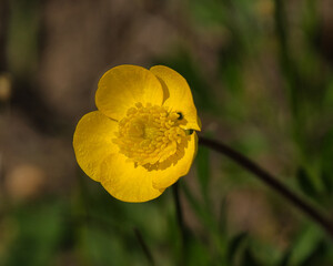 Butterblume Gelb Frühling