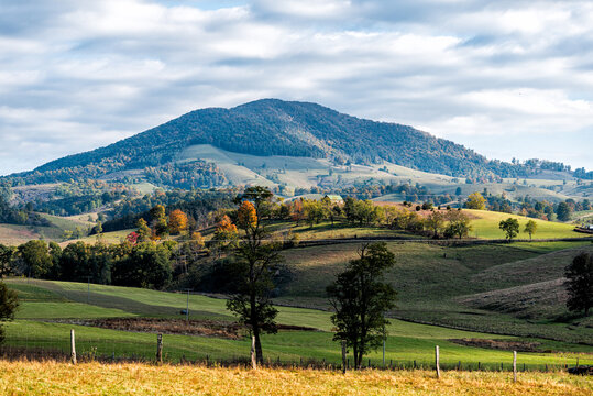 Autumn red maple trees and mountains in farm on rolling hills landscape in small rural countryside town of Monterey and Blue Grass, Highland County, Virginia