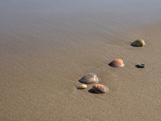seashells on light sand. Natural beach concept.