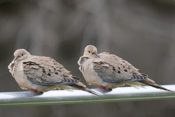 Two Mourning Doves on windy day with plumage blowing all around