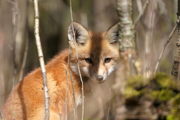 Fox cub by den hiding in woods, very shy, on a spring day