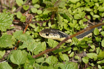 Garter Snake with injured left eye on forest floor