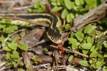 Garter Snake with injured left eye on forest floor