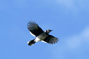Blue Jay flying in flock overhead