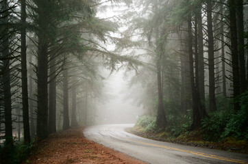 Fototapeta premium Coastal fog on the forest drive
