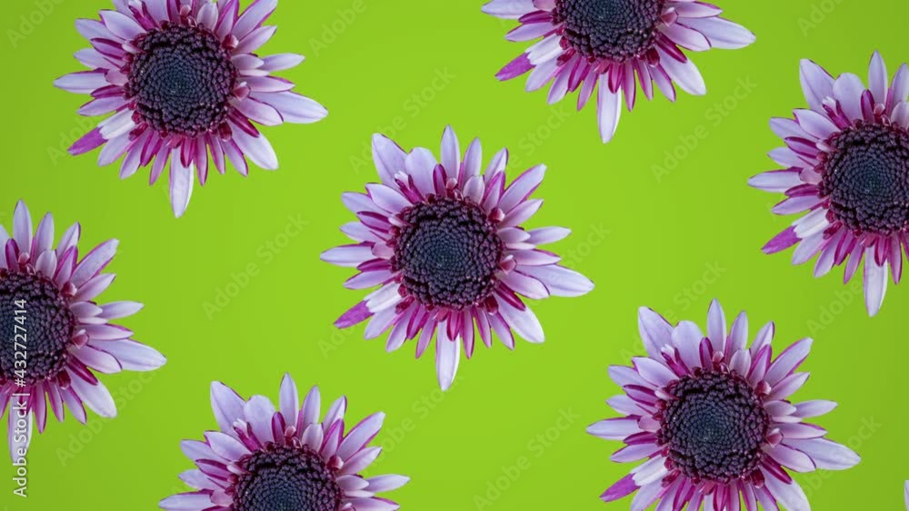 Poster pink chrysanthemum on a green background animated pattern. simple floral seamless loop concept anima