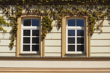 Dwa okna na beżowej ścianie zarośnięte pluszczem 