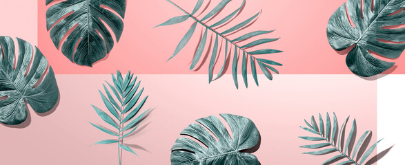 Tropical palm leaves from above