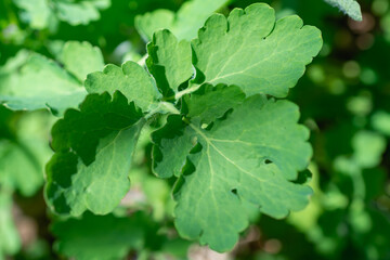 Green leaves of celandine herb.
