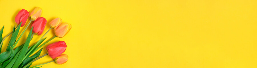 Panorama banner, bright flowers, tulips on a yellow background.