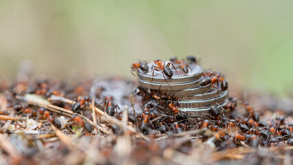 ants on the money