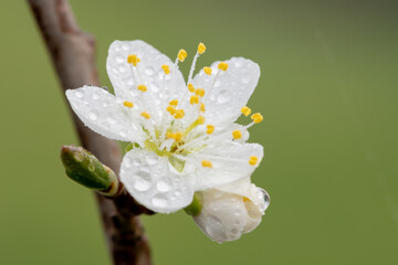 Macro shot of blackthorn (prunus spinosa) blossom covered in rain drops