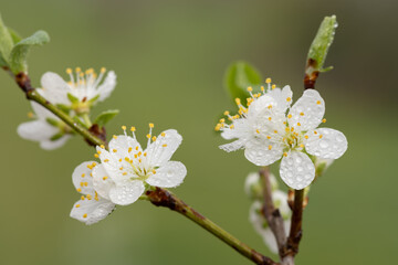 Close up of blackthorn (prunus spinosa) blossom covered in rain droplets