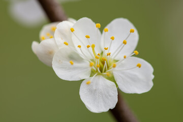 Macro shot of blackthorn (prunus spinosa) blossom