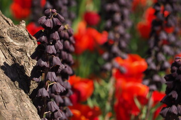 Fioletowy kwiat koło drzewa