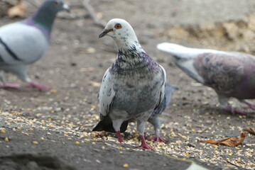 Pigeon