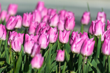 A field of tulips, the regular shapes of flowers in close-up. Pink tulips growing densely close to each other.