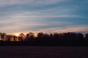 Spring sunset in the forest.