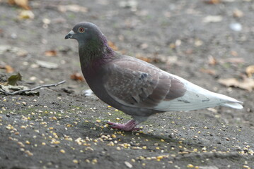 Pigeon