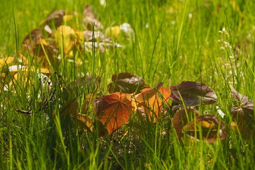 Opadłe żółte liści na zielonej trawie