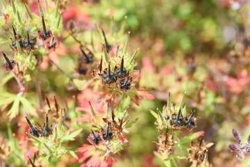 Carolina geranium leaves, flowers and seeds.