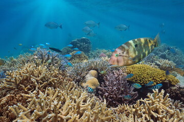 Naklejka na ściany i meble Healthy coral reef with tropical fish in south Pacific ocean, Oceania