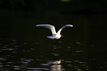 Mewa w locie na tle wody