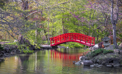 Red cross bridge in Japanese garden during spring time