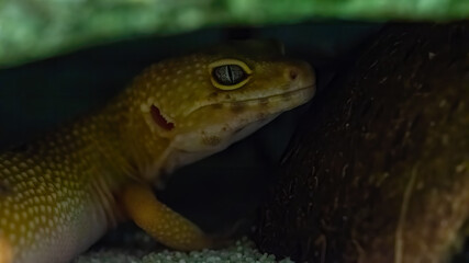 Gecko, eidechse, reptil, tier, green, natur, wild lebende tiere, wild, makro, auge, close up