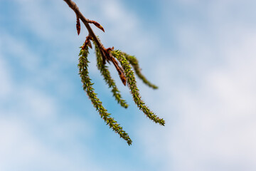Spring leaves (on branches), medicinal herbs.