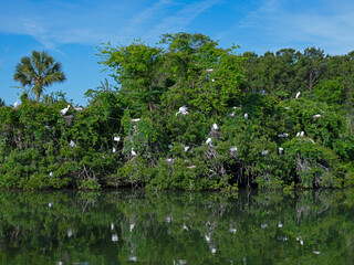 Rookery with egrets, anhingas, herons, and other birds nesting during mating season