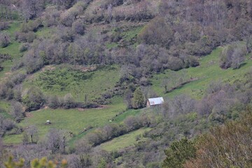 Fototapeta premium buron en Auvergne